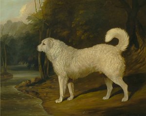 Bir Köpeğin Portresi, Ross by David Dalby of York