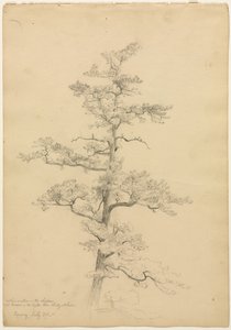 Çam Ağacı, Conway, New Hampshire recto, Peyzaj ve Ağaç Çalışmaları verso, c. 1851. by David Johnson