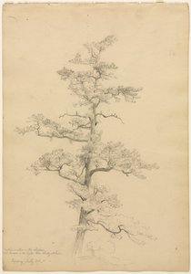Çam Ağacı, Conway, New Hampshire recto, c. 1851.