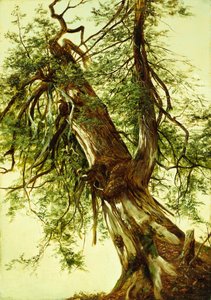 Sedir Çalışması (tuval üzerine yağlı boya) by David Johnson