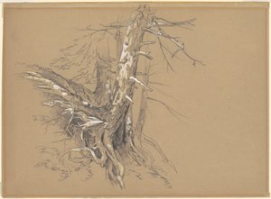 Ağaç Gövdeleri by David Johnson