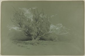 Söğüt by David Johnson
