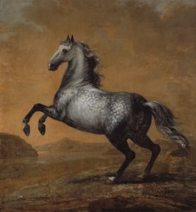 Küçük İngiliz, Kral Karl XI (1655-97)'in Atı