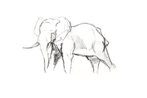 Bull Elephant, 2021 (kağıt üzerinde pastel boya) by David Mayer