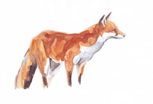 Fox, 2021 (kağıt üzerine pastel boya ve sulu boya)