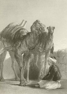 A group of Camels at Smyrna  by David Wilkie