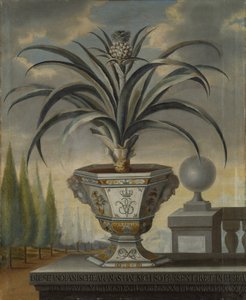 Ananas bitkisi, 1729 by David von Coln