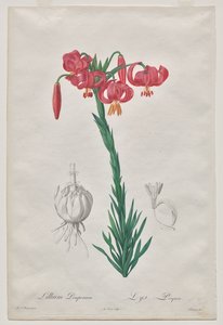 Lillium Pomponius (Turban Lily), Les Liliacées'den plaka 7 by De Gouy