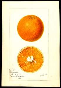 Portakal. Citrus sinensis: Nonpareil (kağıt üzerine suluboya)