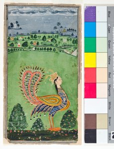 Kadın başlı efsanevi tavus kuşu, c.1750 (kağıt üzerinde opak ve altın rengi)