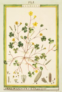 Bermuda düğün çiçeği (Oxalis biflora veya pes-caprae), Delahaye tarafından suluboya