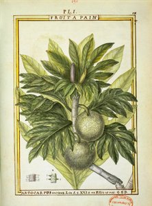 Ekmek meyvesi (Artocarpus altilis), Delahaye tarafından suluboya
