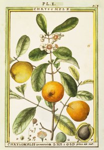 Chrysomele (Chrysomelis senticosa), Delahaye tarafından sulu boya by Delahaye Delahaye
