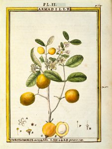 Chrysomelis Armadilla, Delahaye tarafından suluboya by Delahaye Delahaye