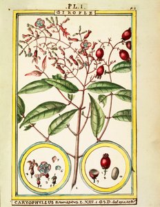 Karanfil (Caryophyllus Aromaticus), Delahaye tarafından suluboya
