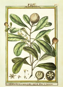 Cryptocarya Aromatica, Delahaye tarafından suluboya by Delahaye Delahaye