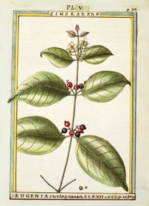Eugenia Kartaca, Delahaye tarafından suluboya by Delahaye Delahaye