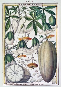 Baobab ağacının meyveleri ve çiçekleri (Adansonia digitata), Delahaye, Florindie veya Historie physico-ekonomik des Vegetaux de la Torride