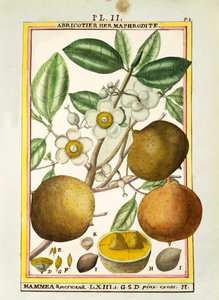 Mammee elma (Mammea americana), Delahaye tarafından suluboya
