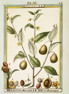 Küçük hindistan cevizi (Myristica fragrans veya officinalis), Delahaye tarafından sulu boya