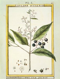 Red Bay Tree (Laurus borbonia veya Persea carolinensis), Delahaye tarafından suluboya by Delahaye Delahaye