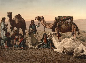 Çölde Duran Develer, Kutsal Topraklar, 1890 dolayları (fotomekanik baskı) by Detroit Photographic Co.