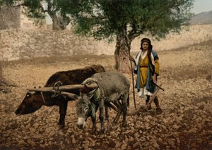 Bir öküz ve eşekle çalışan Filistin yerlisi, Kutsal Topraklar, c.1890-c.1900 (fotokrom baskı)