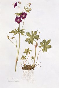 Dusky Cranesbill (kağıt üzerinde wc) by Diana Everett