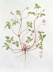 Herb Robert (kağıt üzerinde wc) by Diana Everett