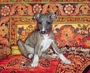 Whippet Bebeğim, 1994 by Ditz