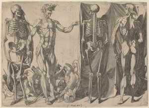 İskeletler ve Yüzülmüş, c. 1540-1545.