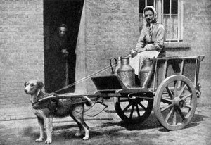 Belçikalı bir sütçü sabah turunda, Belçika, 1922. by Donald McLeish