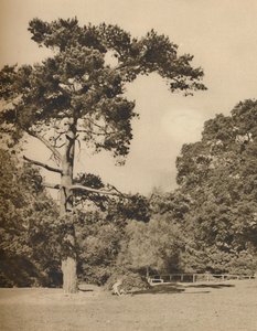 Hadley Woods