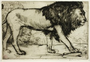 Bir aslan by Donald Shaw MacLaughlan