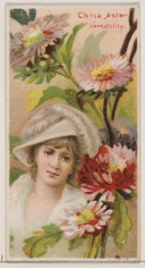 China Aster: Çok yönlülük, Floral Beauty and Language of Flowers N75 serisinden, 1892.