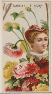 Dahlia: Onur, Duke br..., 1892 için Çiçek Güzellikleri ve Çiçeklerin Dili N75 serisinden. by Donaldson Brothers
