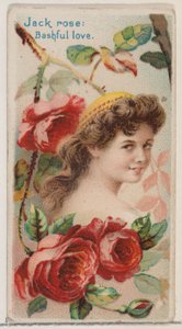 Jack Rose: Utangaç Aşk, Çiçek Güzelleri ve Çiçeklerin Dili N75 serisinden..., 1892.