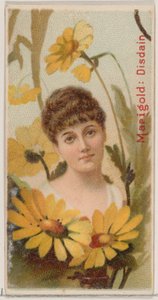 Marigold: Küçümseme, Duke için Çiçek Güzellikleri ve Çiçeklerin Dili N75 serisinden ..., 1892. by Donaldson Brothers