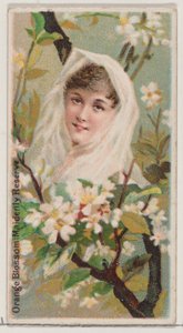 Portakal Çiçeği: Bakire Rezervi, Çiçek Güzelleri ve Çiçeklerin Dili serisinden..., 1892.