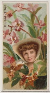 Orkide: Güven, Duke bran için Floral Beauty and Language of Flowers N75 serisinden..., 1892. by Donaldson Brothers