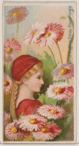 Wild English Daisy: Daintiness, Floral Beauty and Language of Flowers N..., 1892 serisinden.