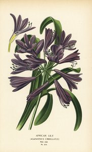 Afrika zambağı, Agapanthus africanus (Agapanthus umbellatus). Edward Step