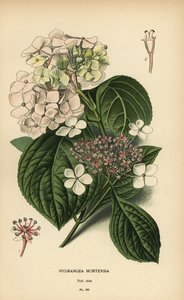 Bigleaf ortanca, Ortanca macrophylla. by Désiré Georges Jean Marie Bois
