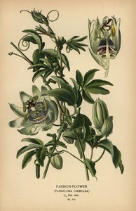 Mavi tutku çiçeği, Passiflora caerulea. by Désiré Georges Jean Marie Bois