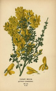 Kanarya süpürgesi, Genista canariensis.