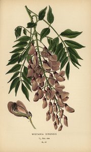 Çin wisteria, Wisteria sinensis. by Désiré Georges Jean Marie Bois