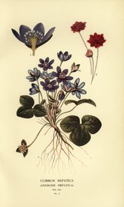 Ortak hepatica, Anemon hepatica. by Désiré Georges Jean Marie Bois