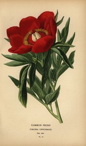 Şakayık, Paeonia officinalis. by Désiré Georges Jean Marie Bois