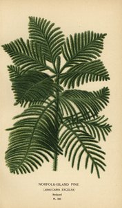Çam, Araucaria columnaris pişirin. (Norfolk Adası çamı, Araucaria excelsa). Edward Step