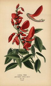 Mercan ağacı, Erythrina crista-galli. by Désiré Georges Jean Marie Bois